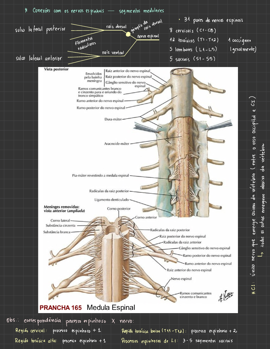 Anatomia Macrosc Pica Da Medula Espinal E Seus Envolt Rios Machado