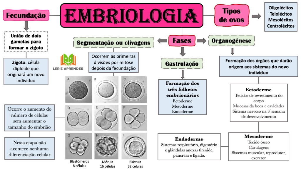 Mapa Mental Embriologia Lea Citopatologia The Best Porn Website