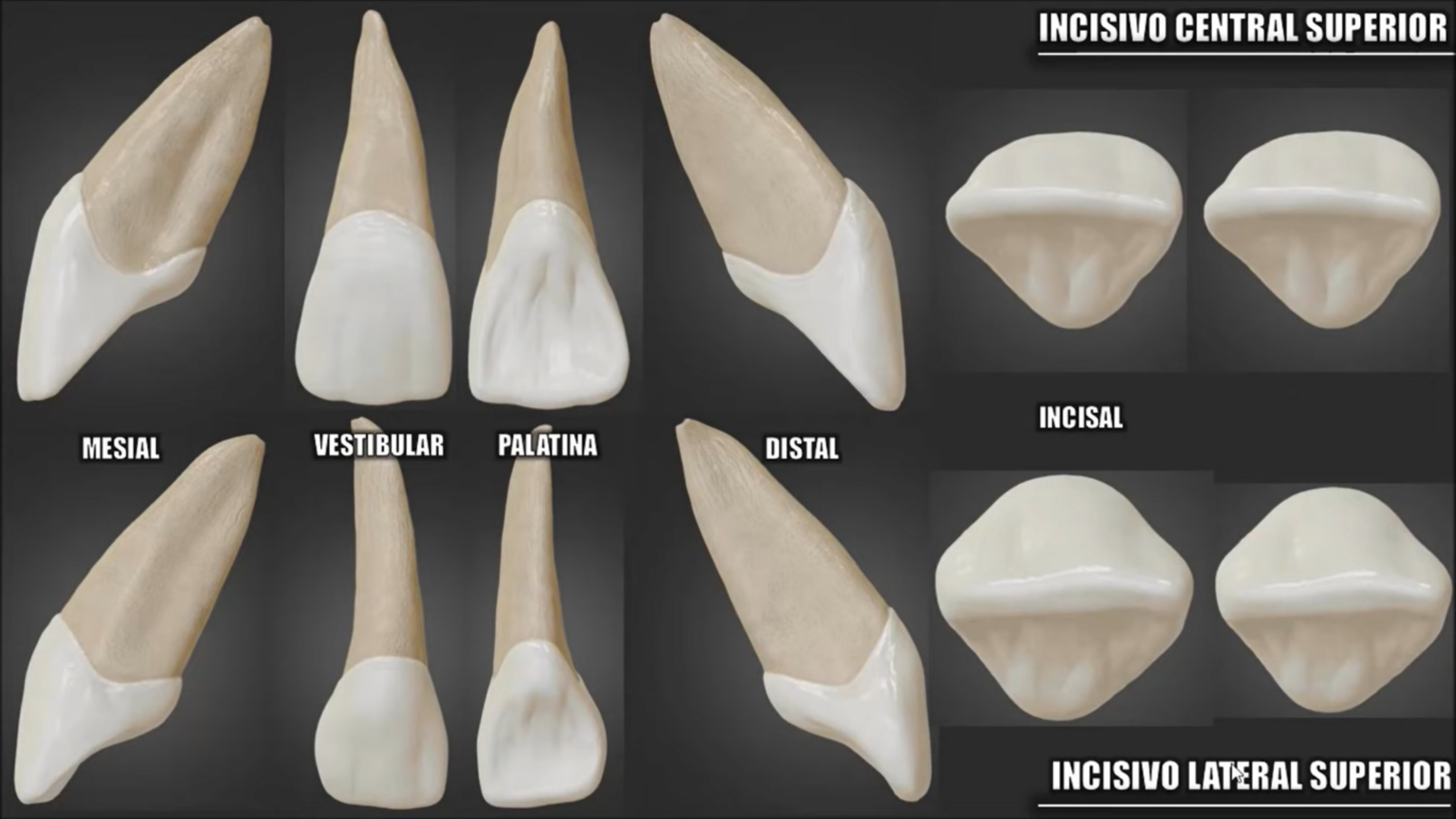 anatomia dentária Anatomia Dentária cabeça e Pescoço