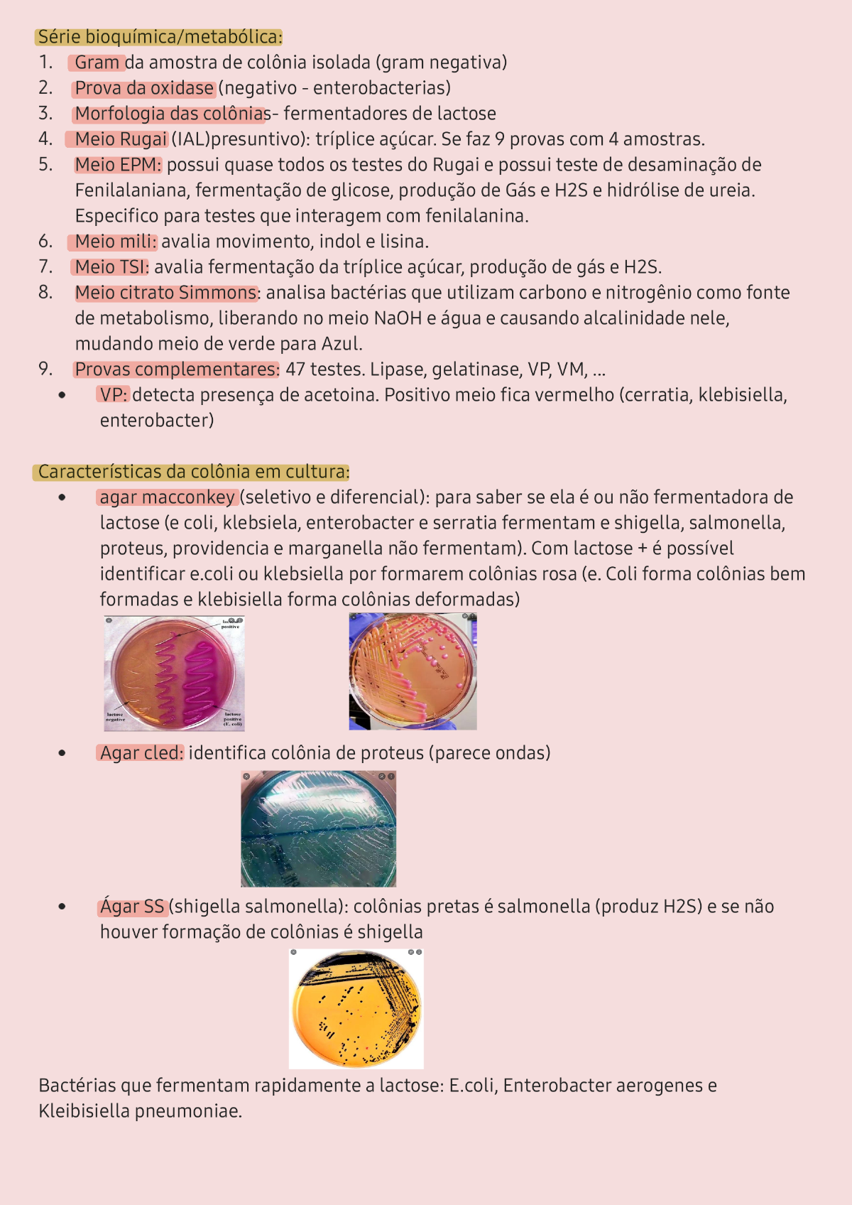 Identificação de enterobactérias Microbiologia Clínica