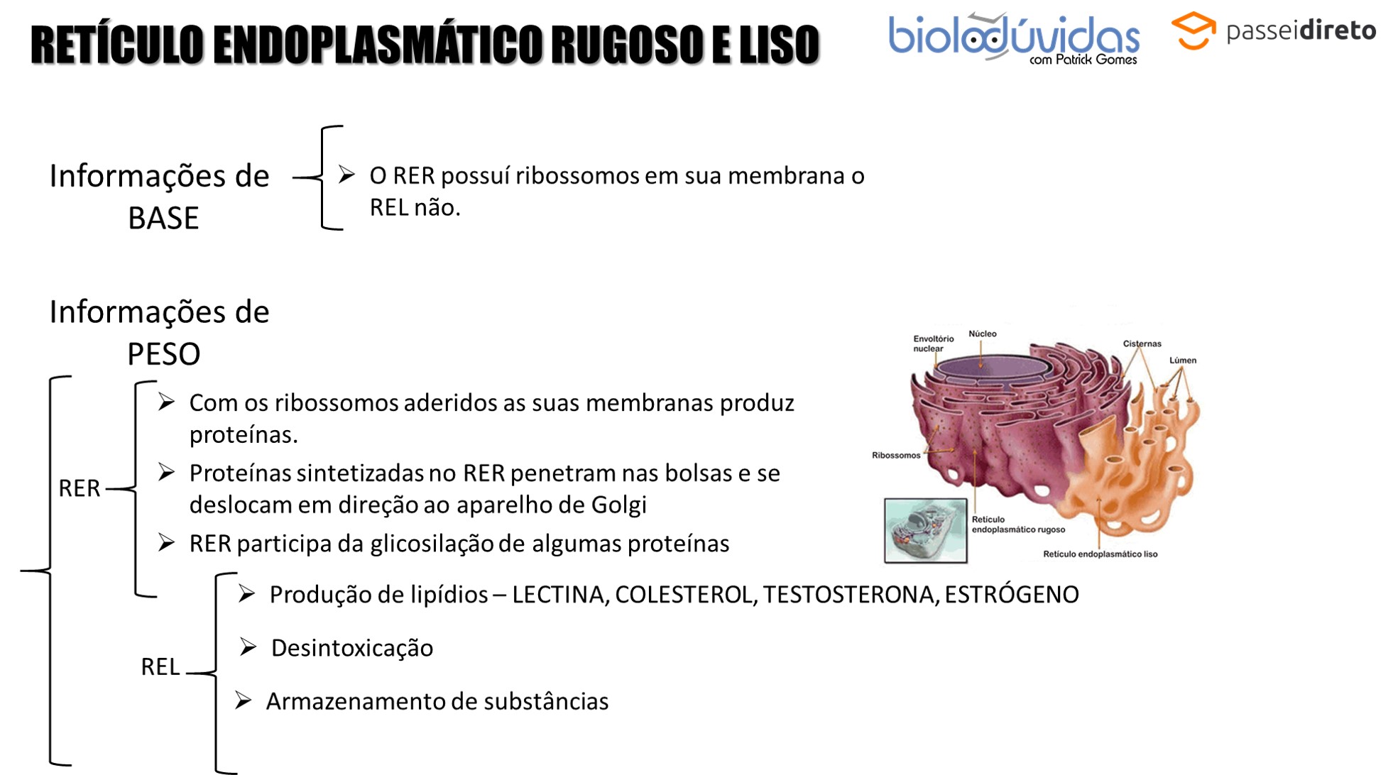 Ret Culo Endoplasm Tico Mapa Mental Biologia