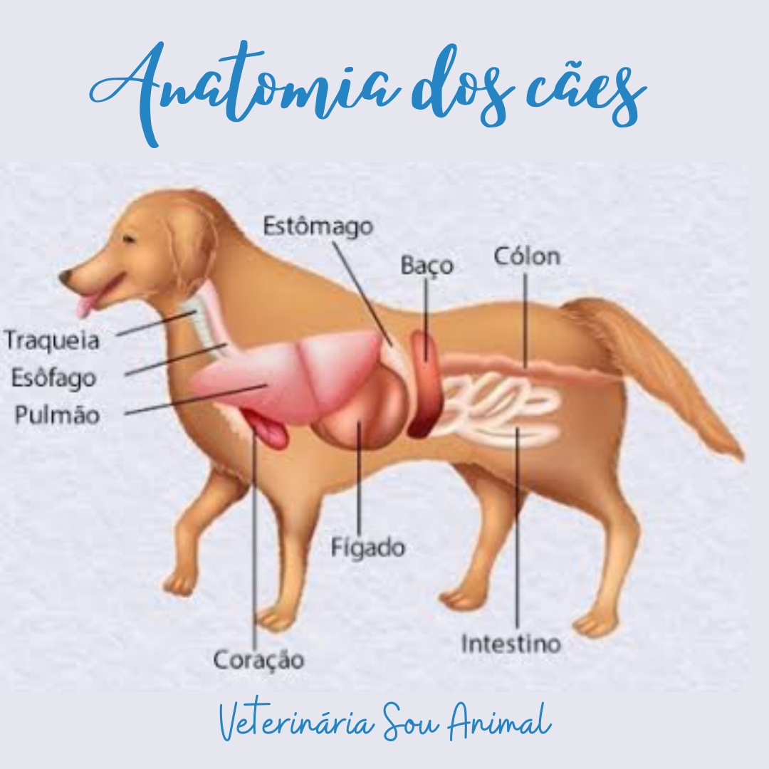 Anatomia Canina Esqueleto Anatomia Dos Animais Domesticos Atelier