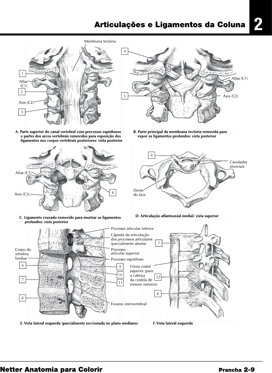 Articula Es E Ligamentos Da Coluna Anatomia Humana I