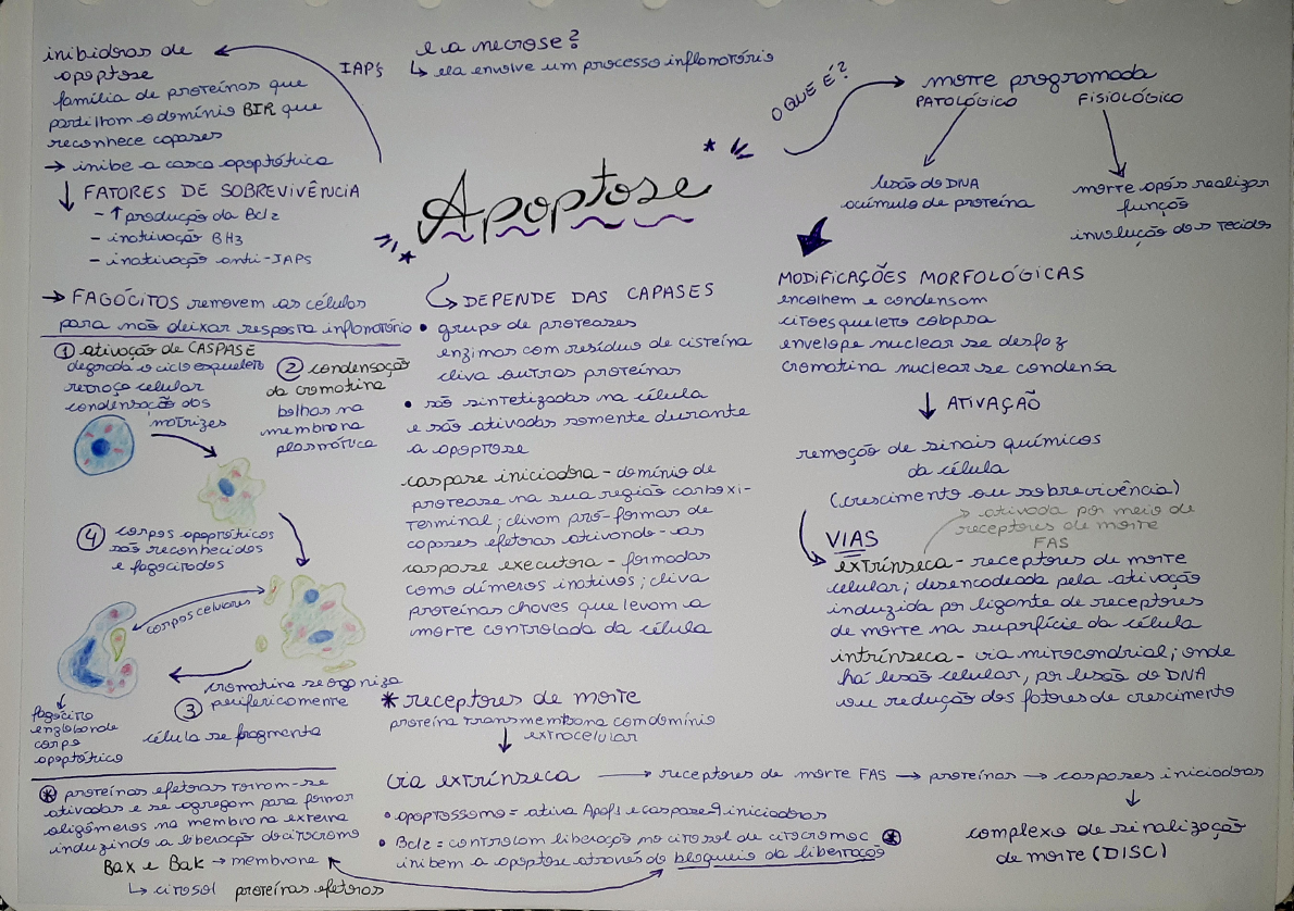 Mapa Mental Apoptose Biologia Celular