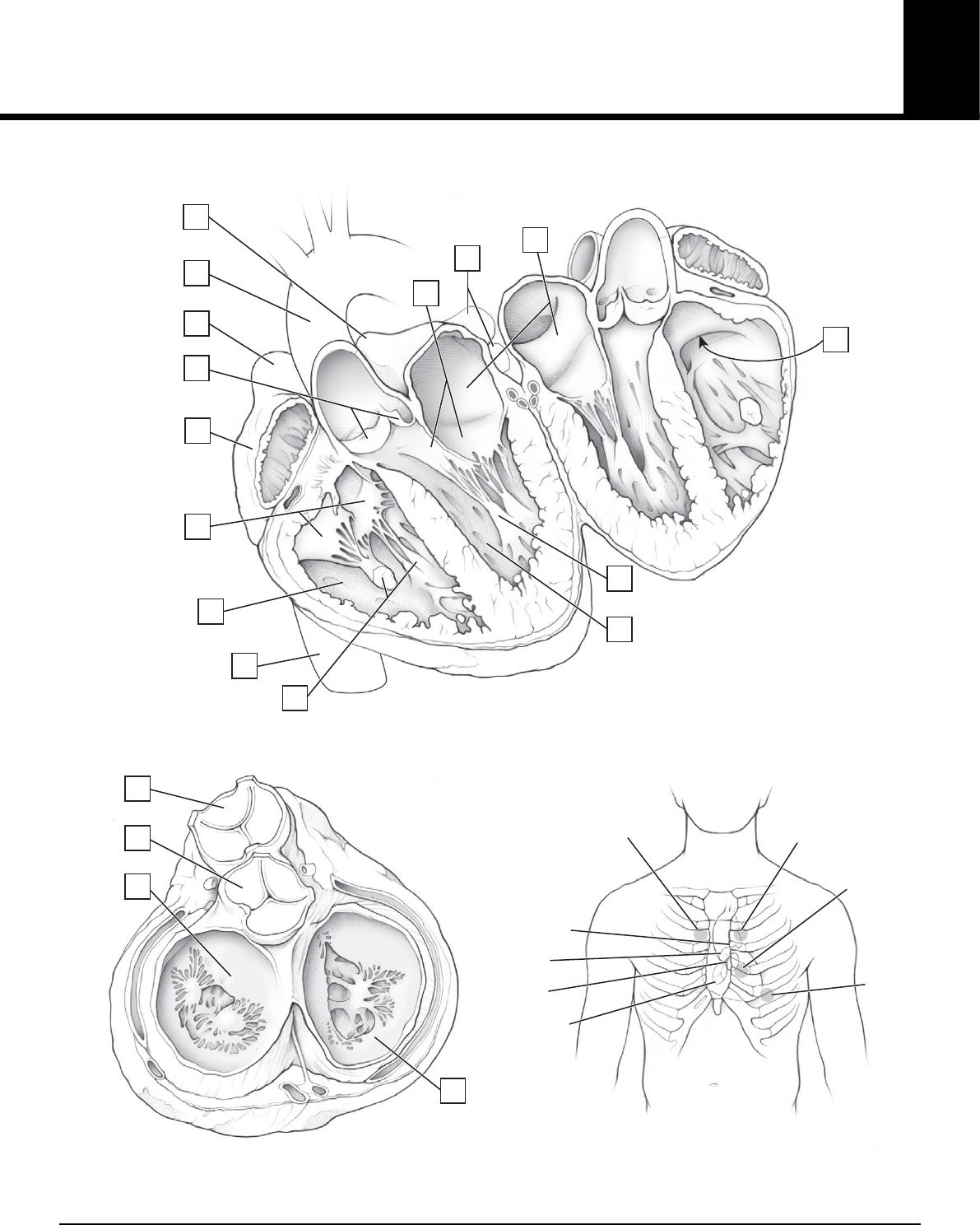 Desenho De Sistema Circulat Rio Para Crian As Para Colorir