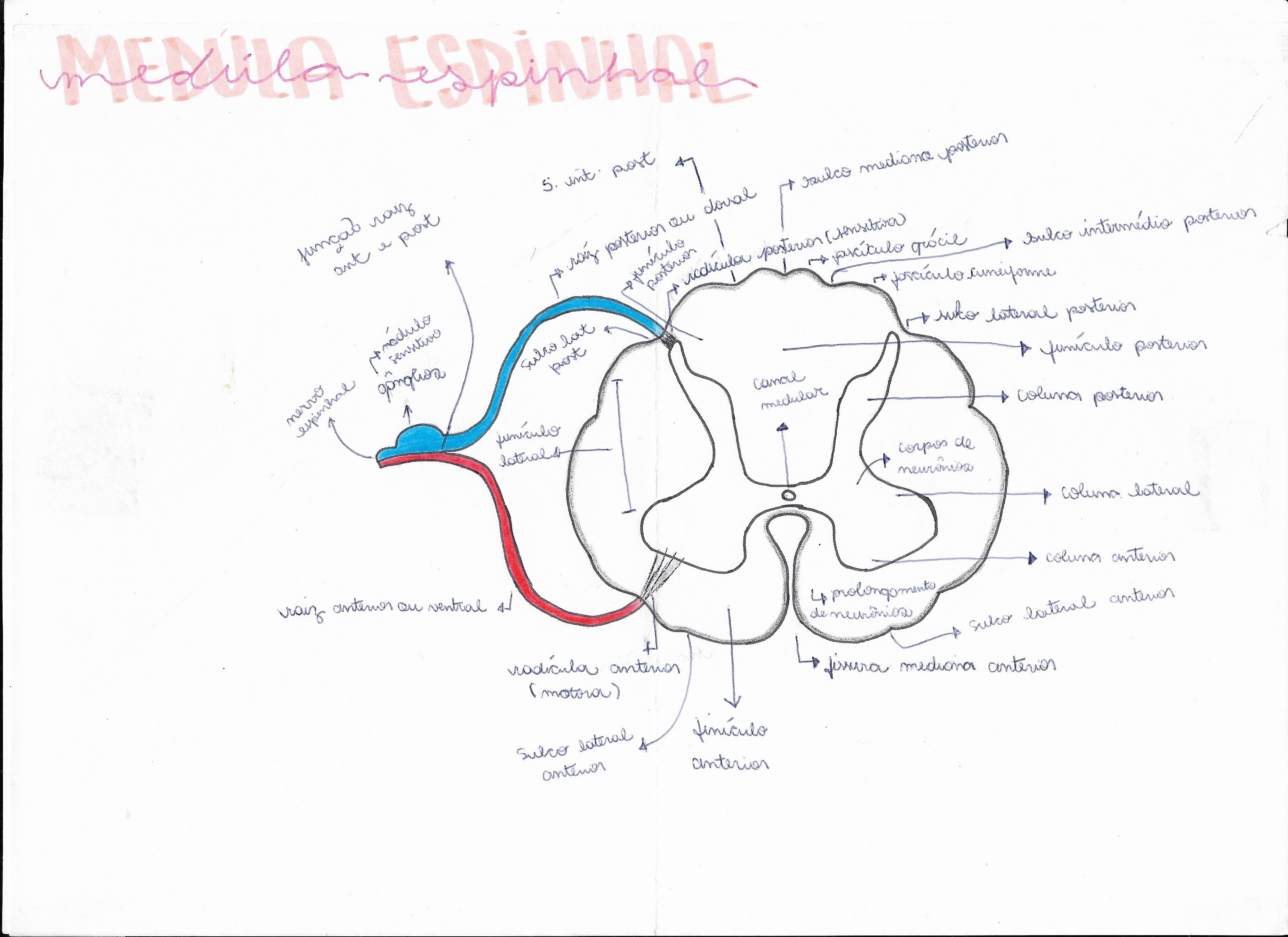 Anatomia Medula Espinhal Neuroanatomia