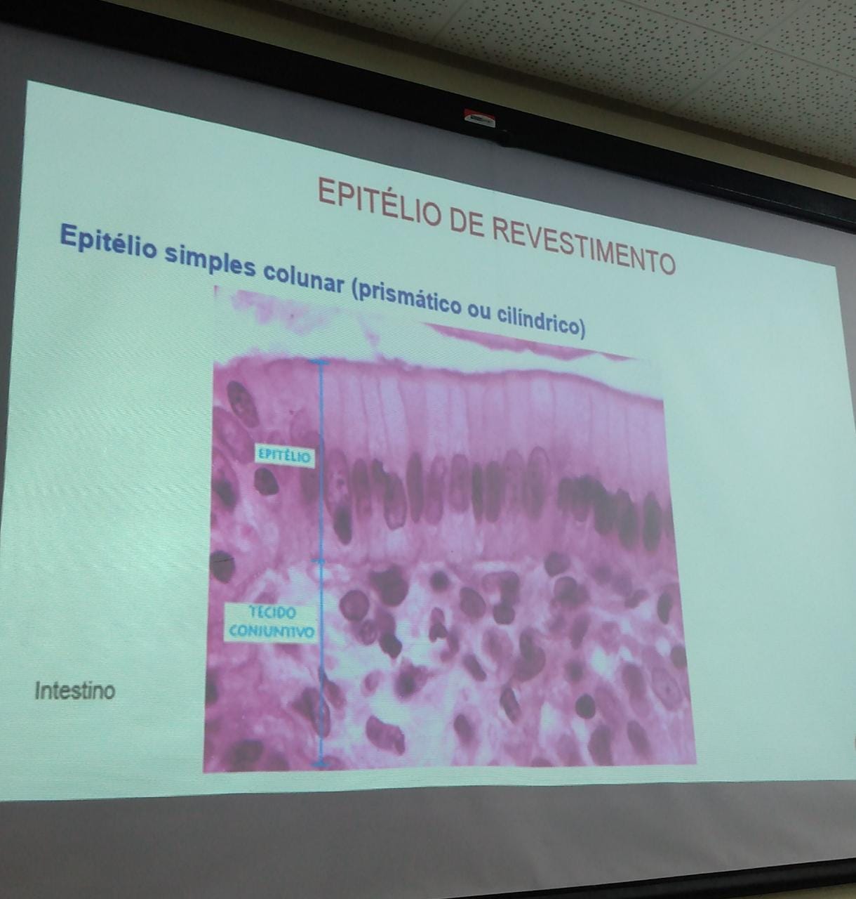 Tecido Epitelial Histologia I