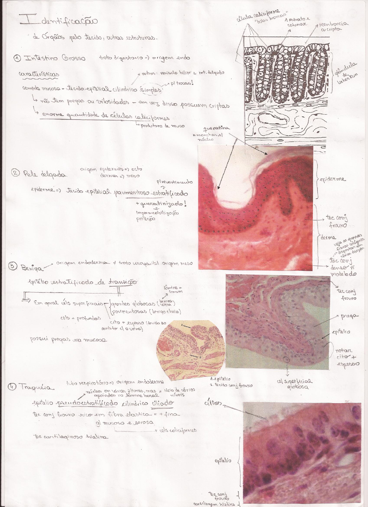 Resumo De L Minas De Histologia Histologia I