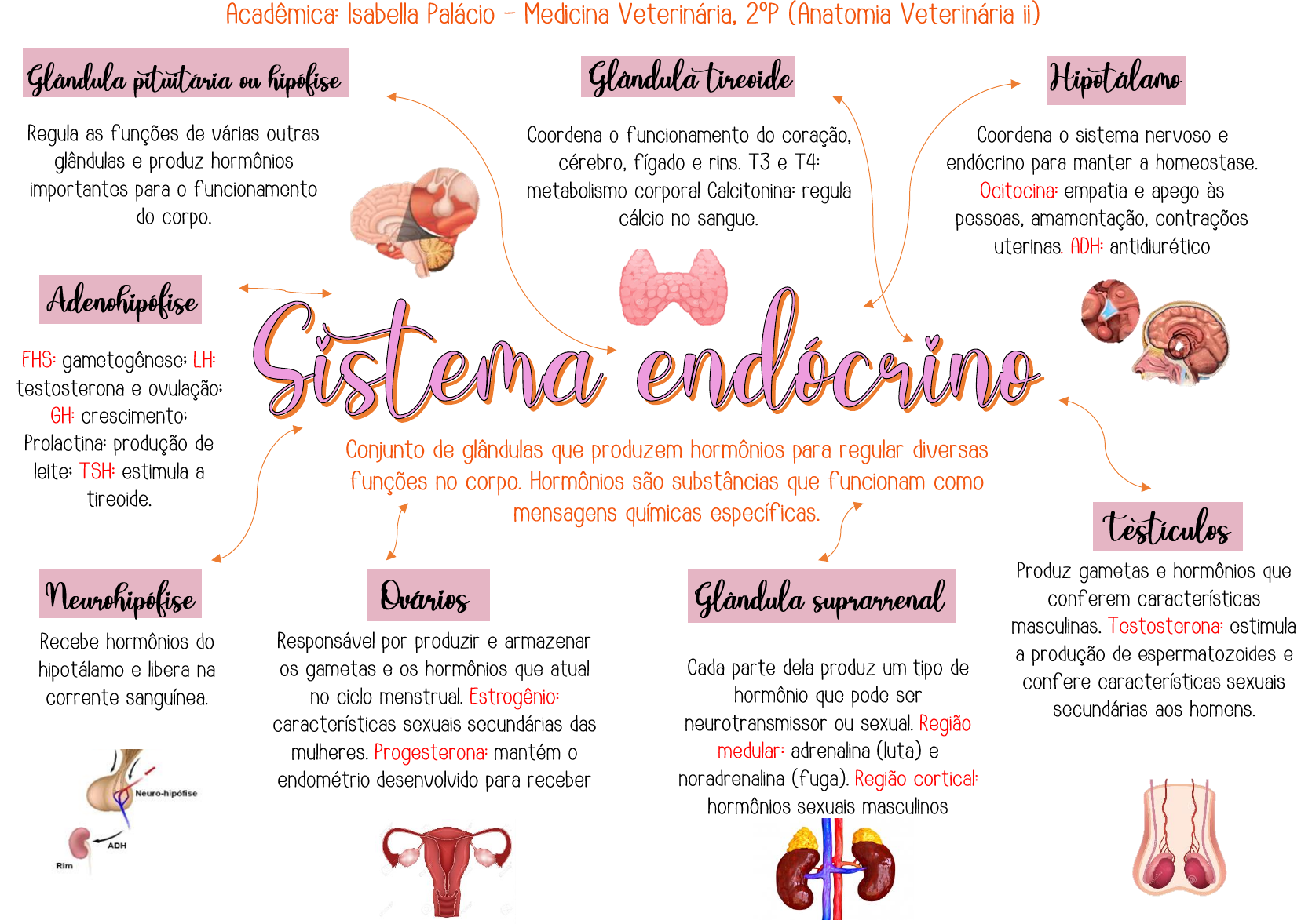 Mapa Mental Sistema Endocrino Anatomia Veterin Ria Ii The Best Porn
