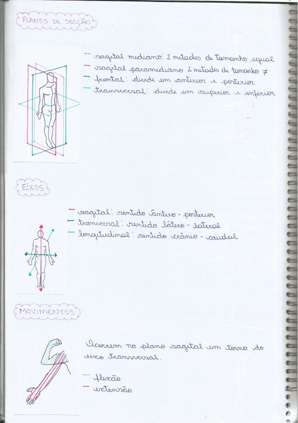 Anatomia Humana Planos Eixos e Movimentos Resumo feito a mão