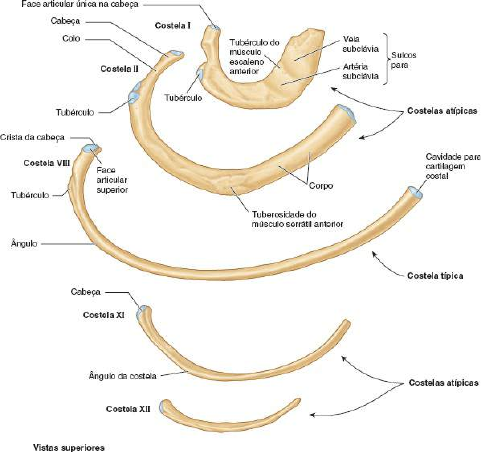 Costelas Anatomia I