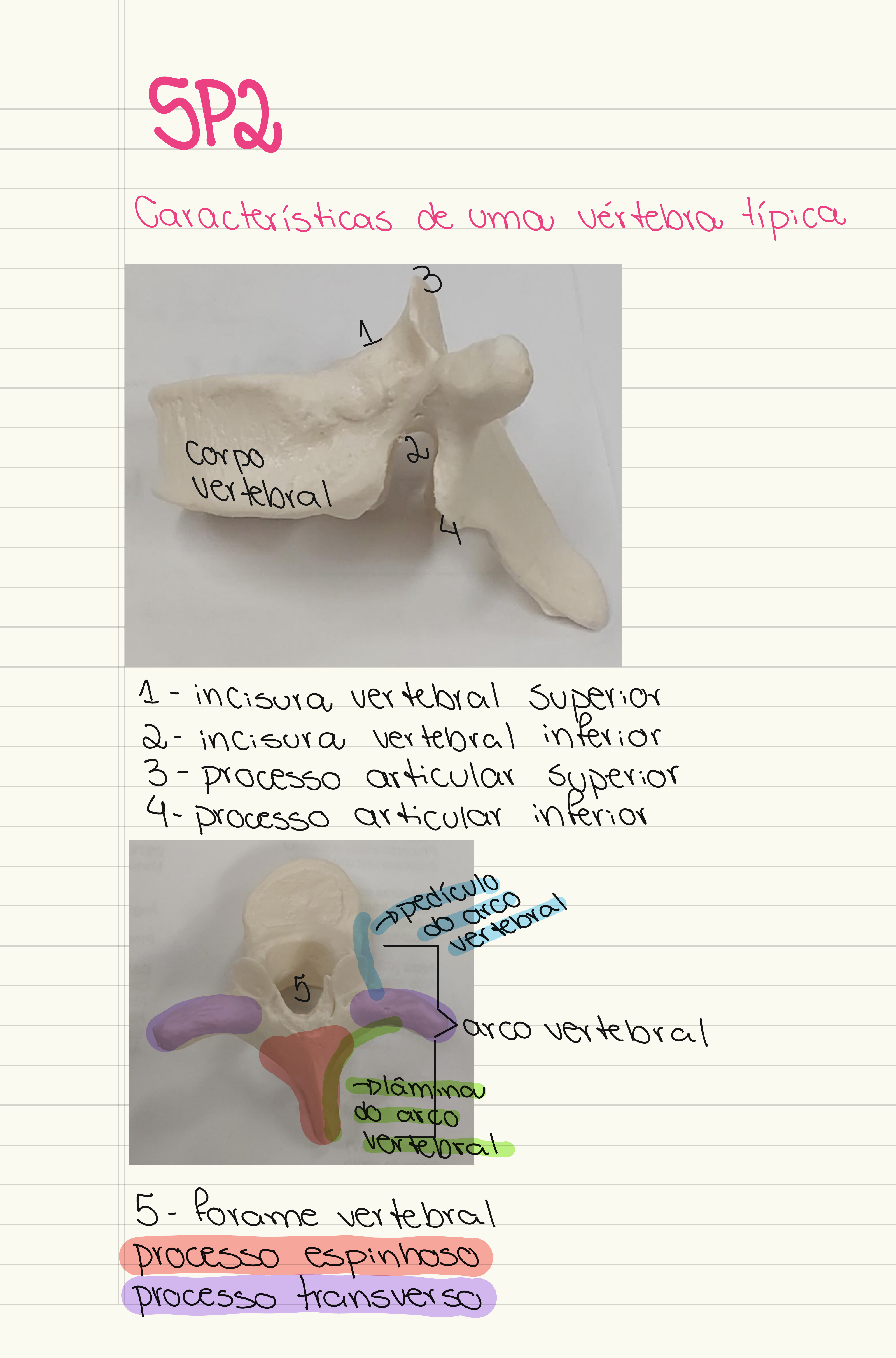 COLUNA VERTEBRAL E CAIXA TORÁCICA Anatomia Humana I