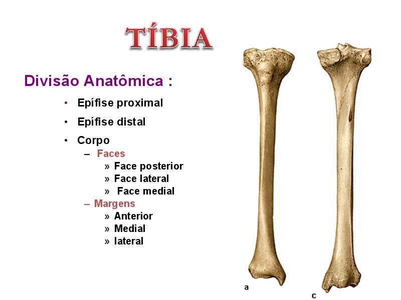 Tibia Anatomia