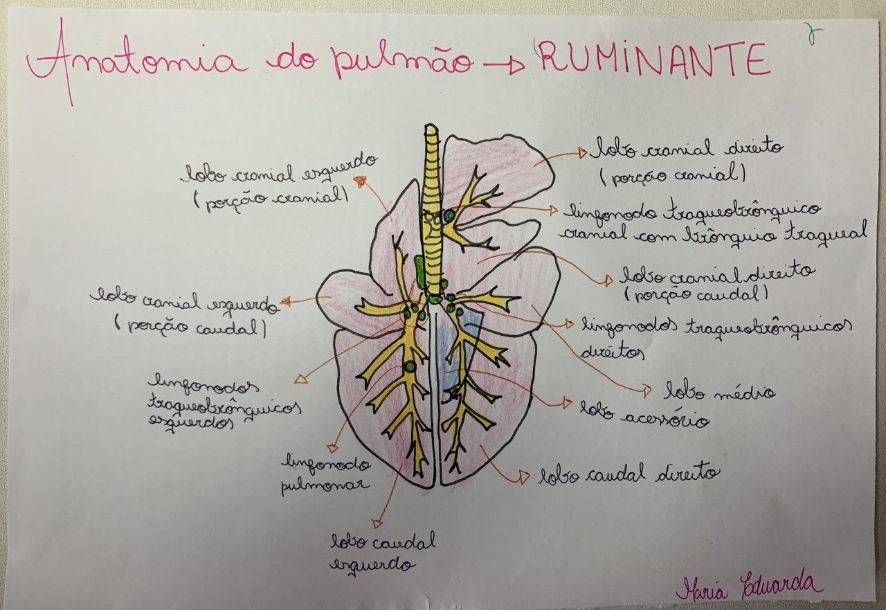 Pulm O Ruminante Anatomia I