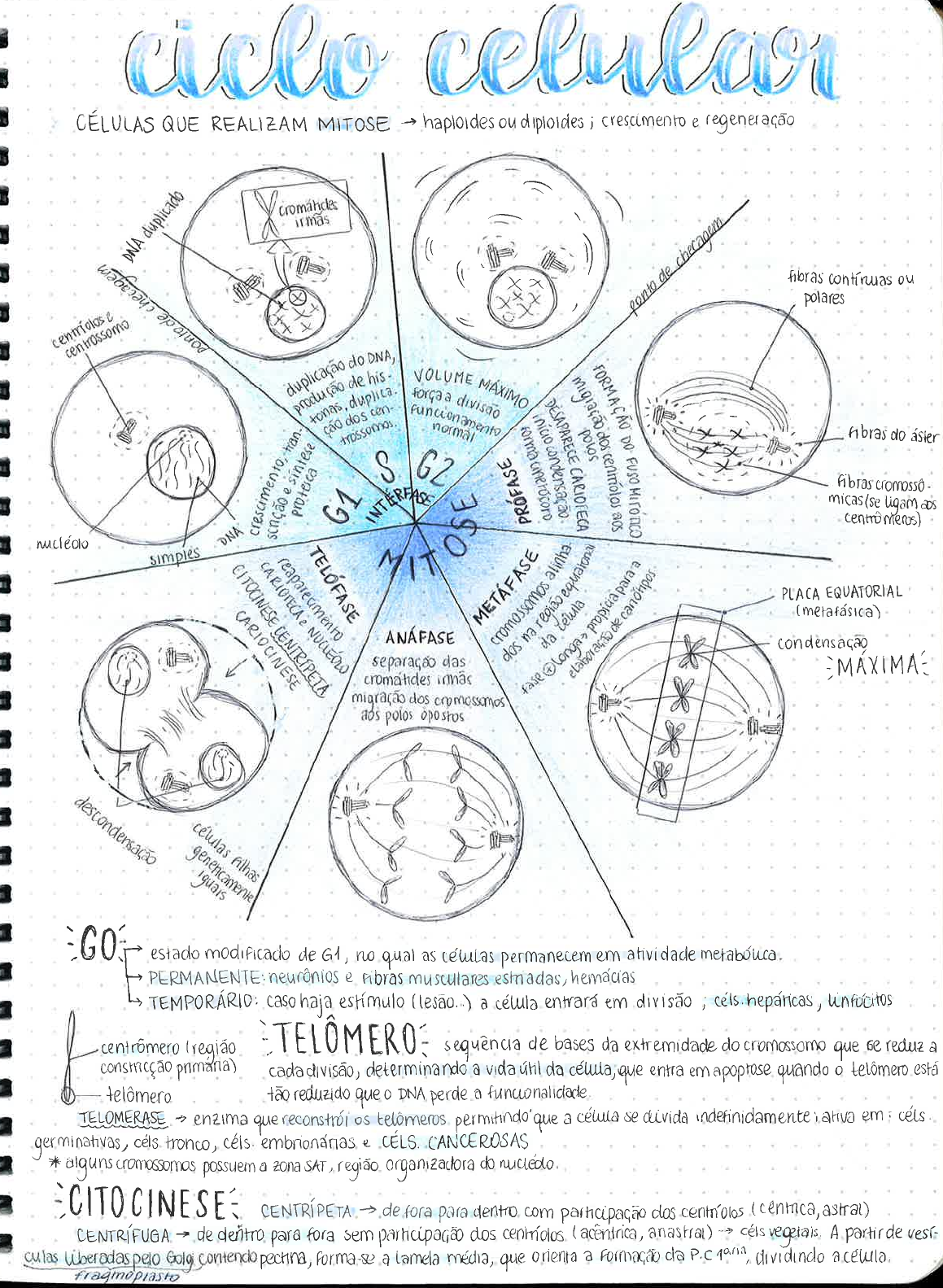 MAPA MENTAL CICLO CELULAR Mapas Mentais