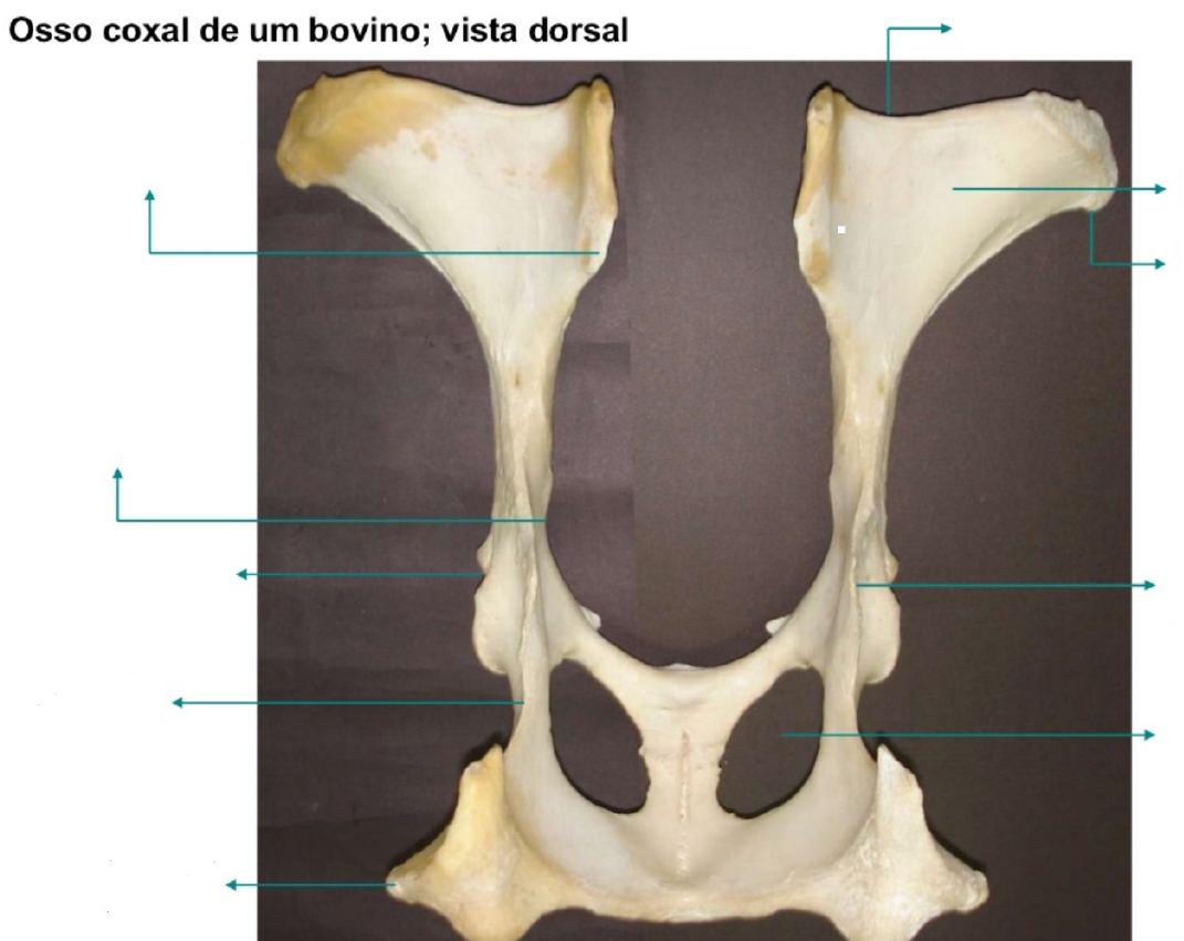 Anatomia Dos Bovinos Estrutura Ssea The Best Porn Website