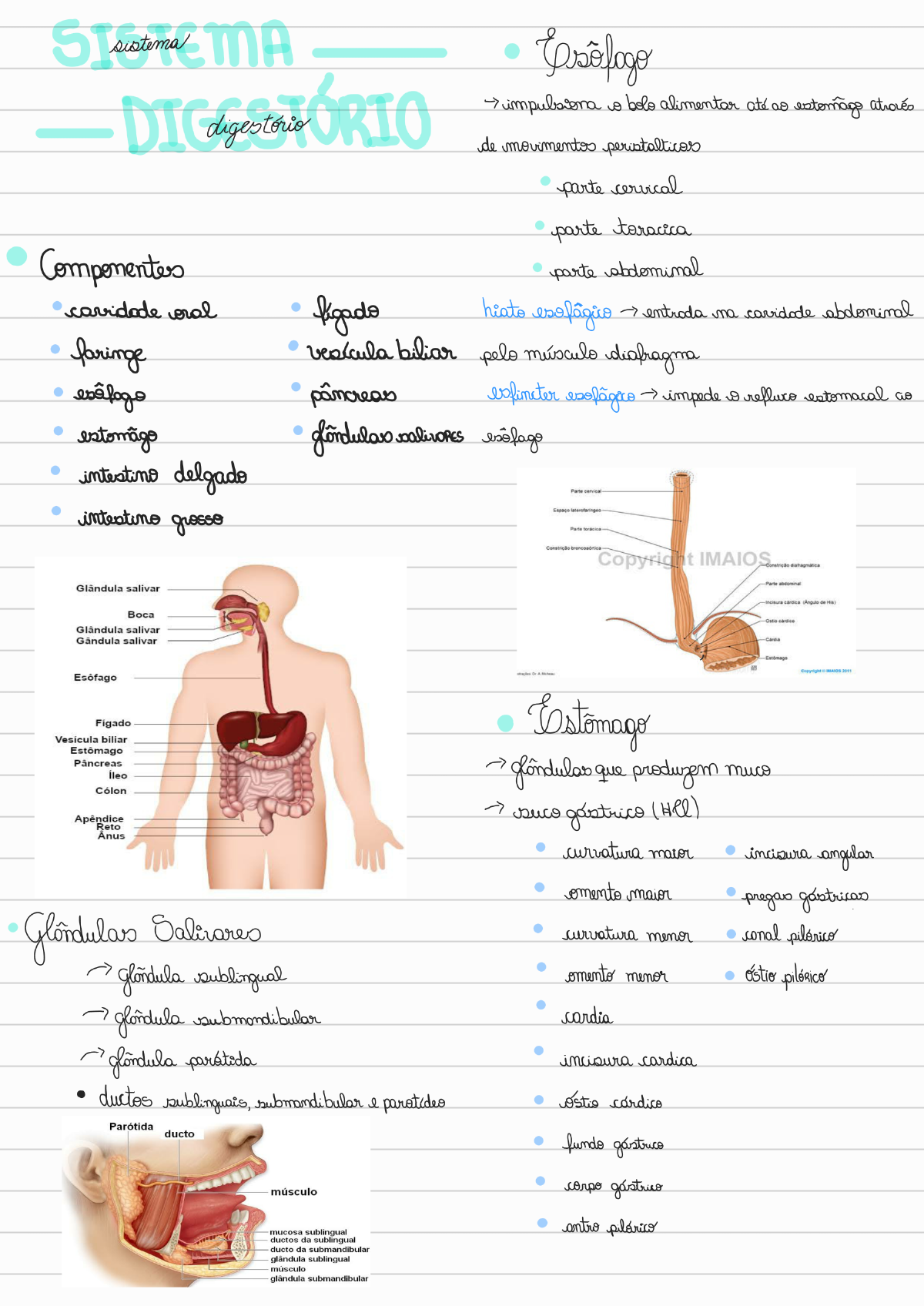 Sistema Digestivo Anatomia I