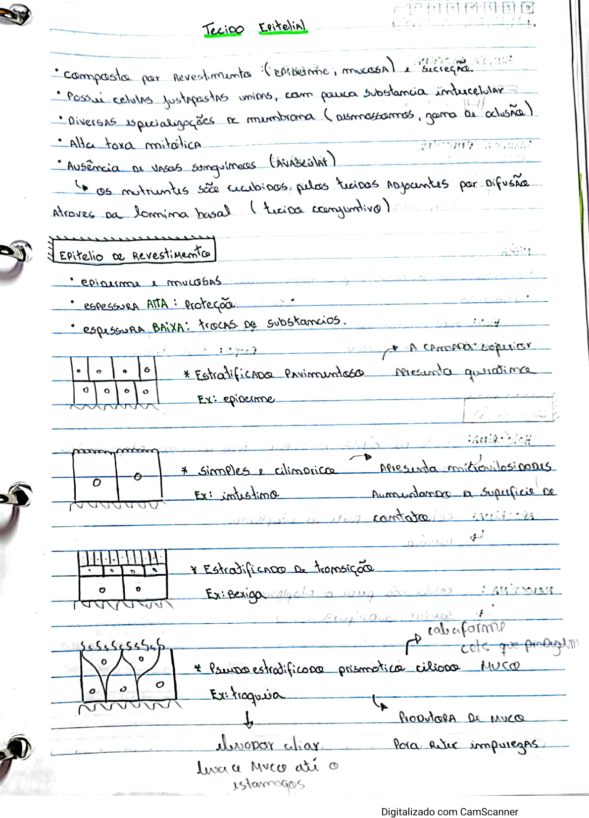 Tecido Epitelial Biologia