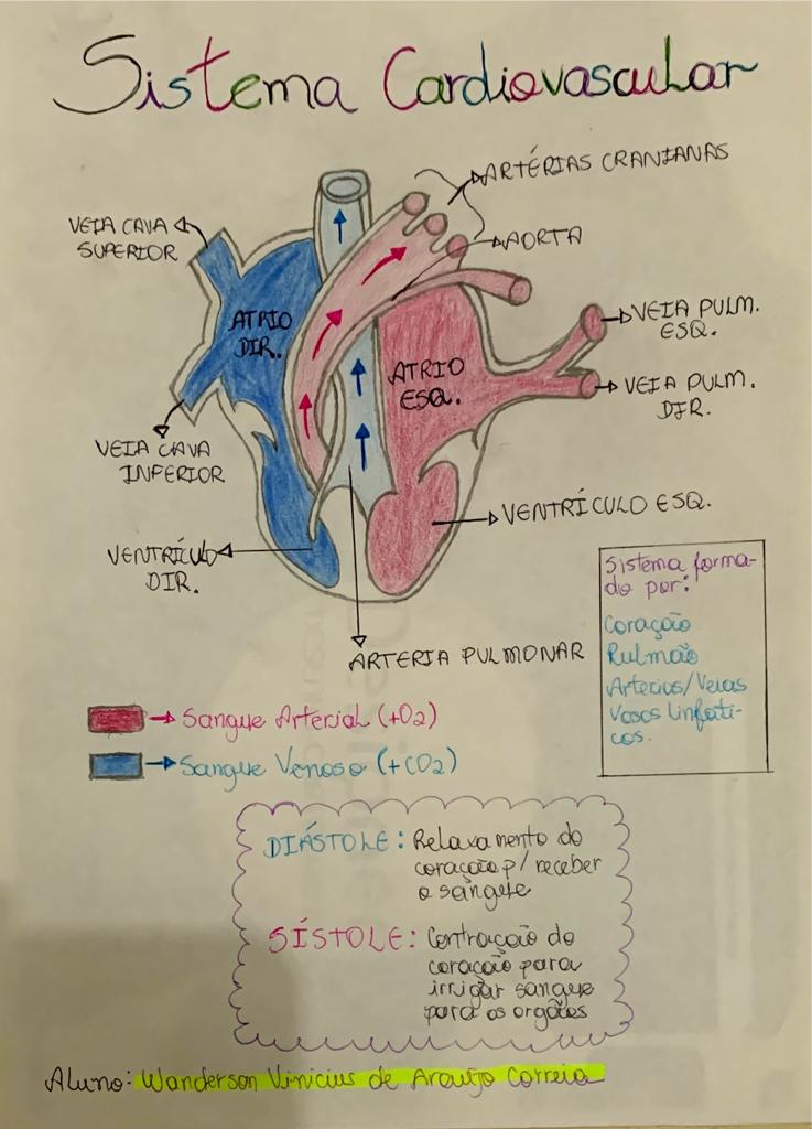 Mapa Mental Sistema Cardiovascular Fisiologia I