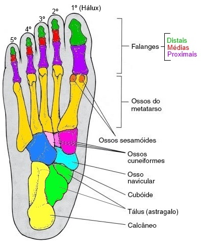 Ossos Do P Anatomia I