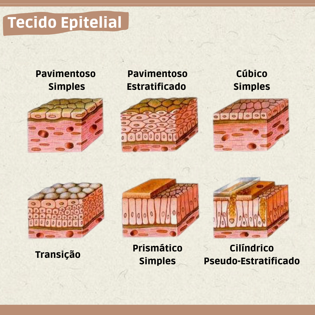 Tecido Epitelial Citologia Histologia E Embriologia