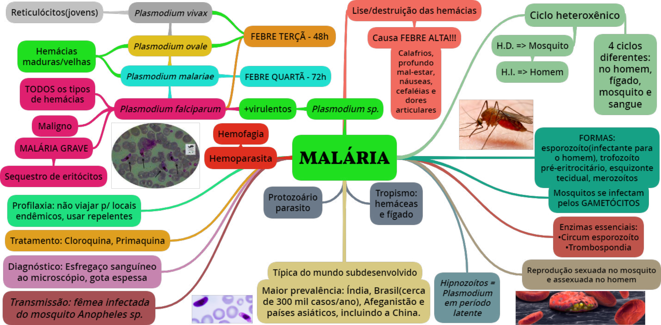 Mapa Mental Mal Ria Parasitologia