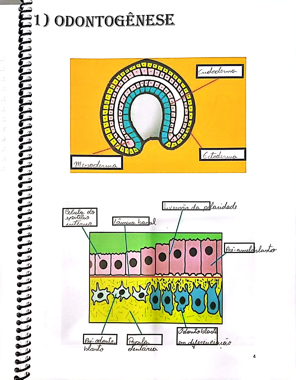 Apostila de Histologia Bucal Unitri Respondida Anatomia de Cabeça e