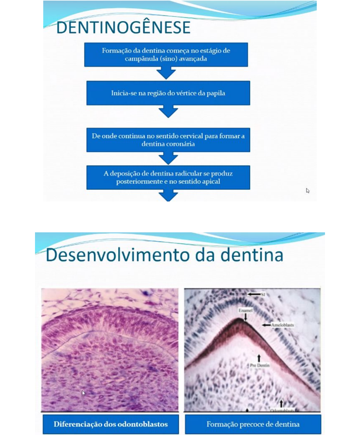 SLIDES DENTINOGÊNESE Histologia e Embriologia Oral