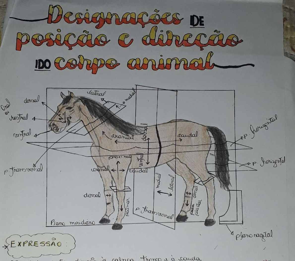 Partes E Eixos Do Equino Anatomia Dos Animais Domesticos The Best