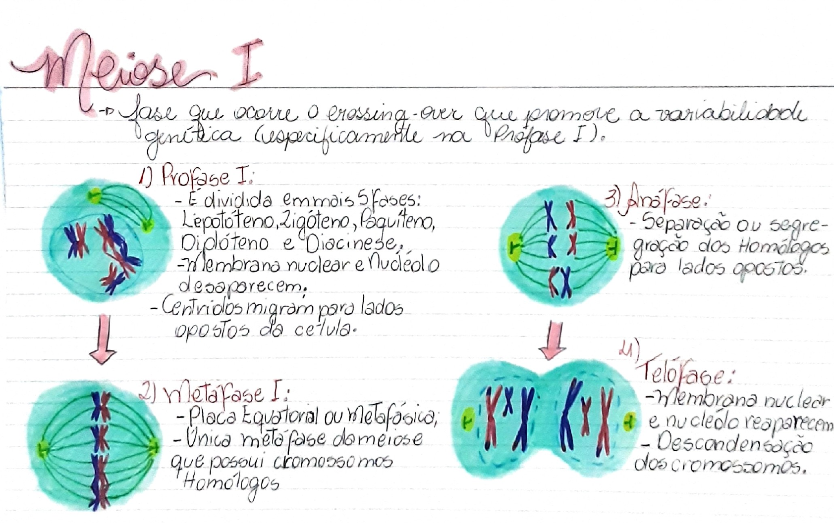 Resumo Mitose E Meiose Gen Tica I