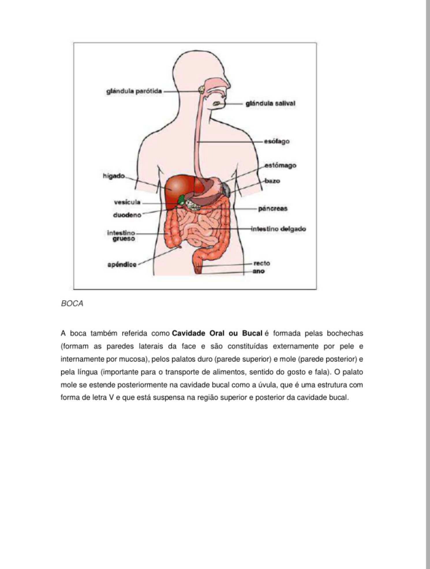 Anatomia Do Sistema Digestorio Anatomia Humana I