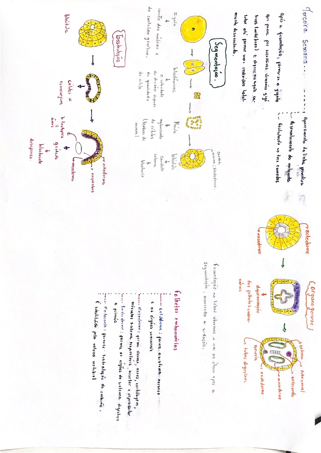 MAPAS MENTAIS Embriologia