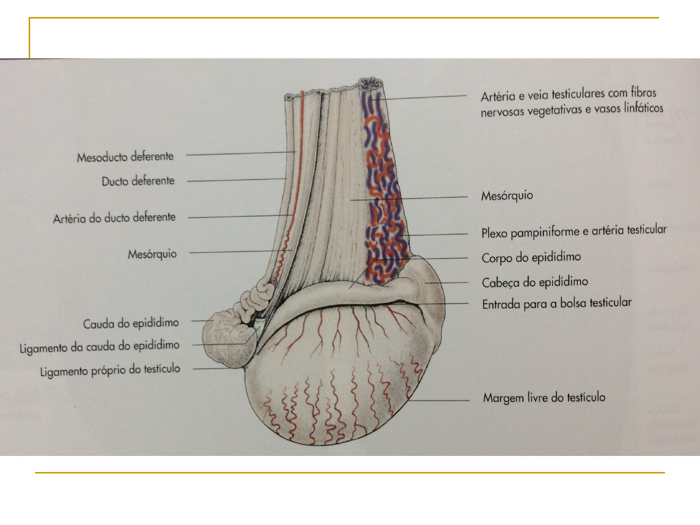 Orquiectomia Em Equinos Cl Nica Cir Rgica De Grandes Animais