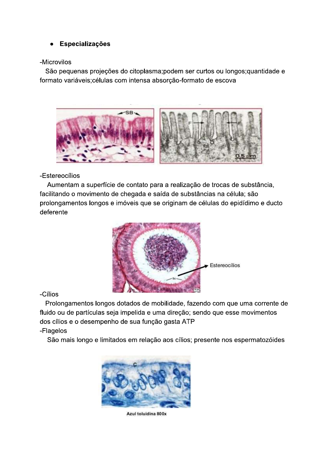 Tecido Epitelial Histologia E Embriologia Images And Photos Finder