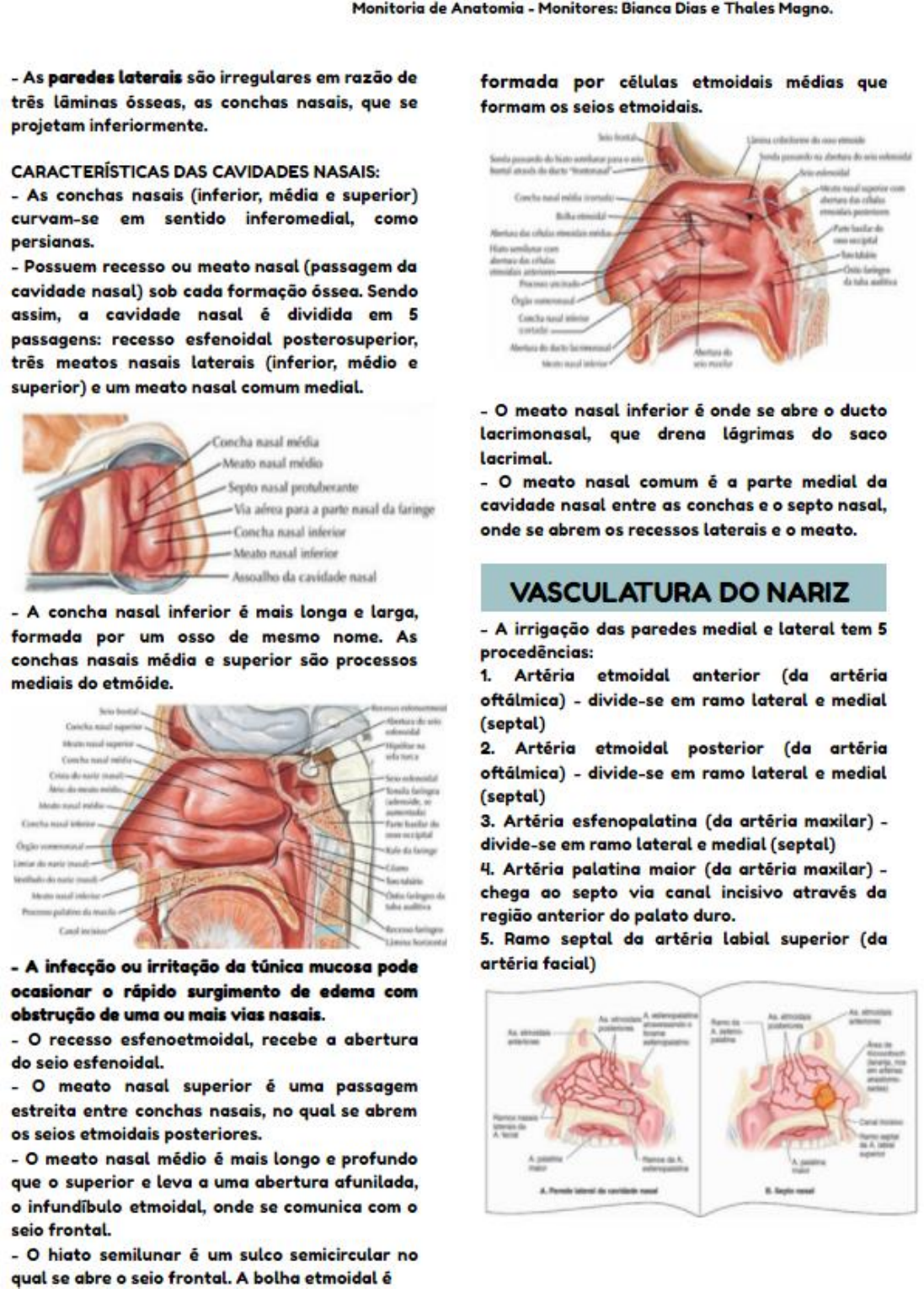 Anatomia Da Cavidade Nasal E Seios Paranasais Anatomia I