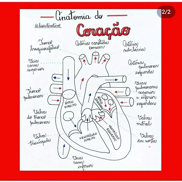 Mapa Mental Anatomia Do Cora O Cardiologia I