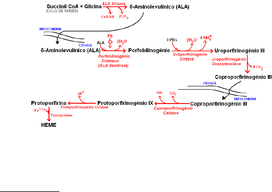 BIOQUÍMICA II 15 Metabolismo do Heme Arlindo Netto Bioquímica I