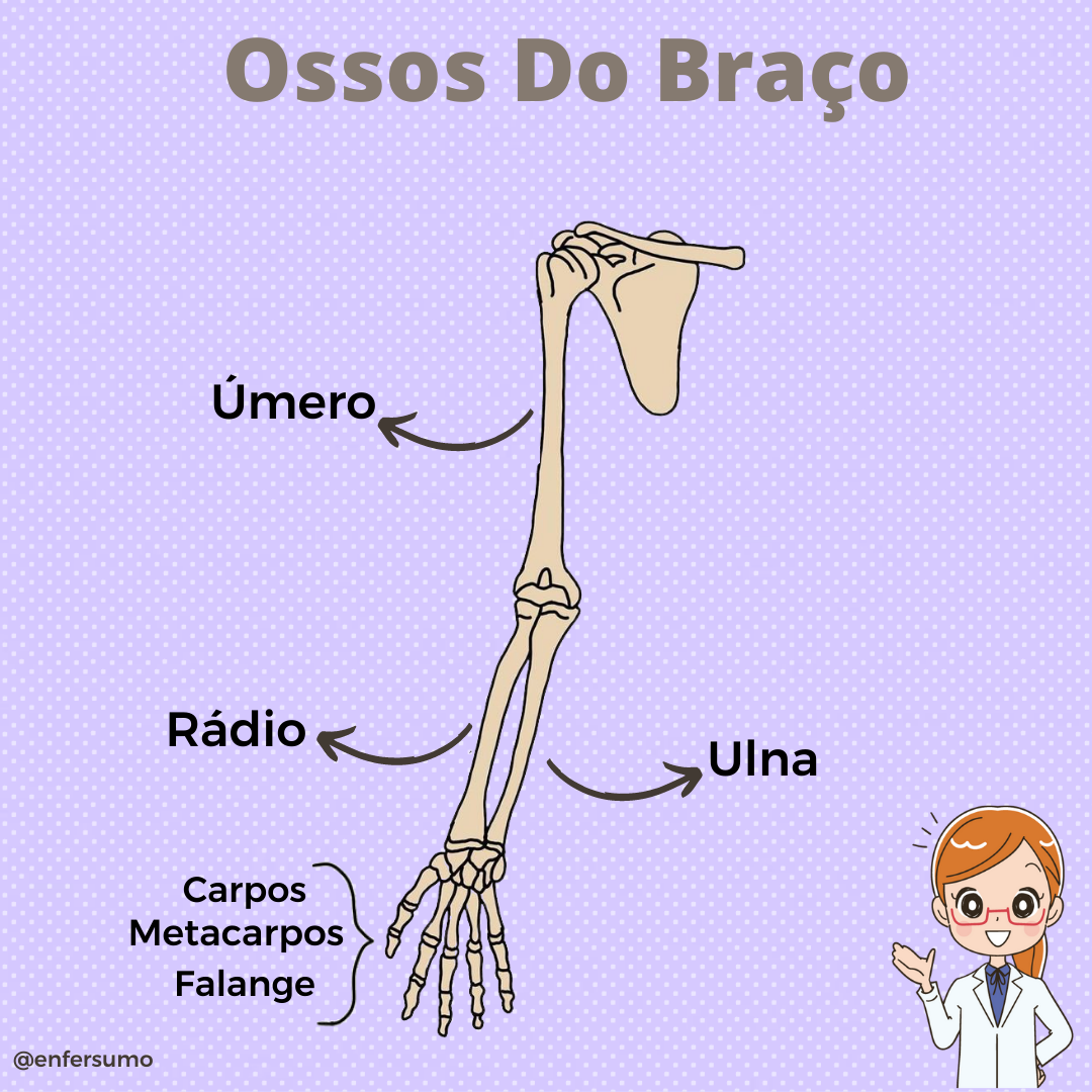 Ossos Do Braço Anatomia Do Corpo Humano Biologia InfoEscola art kk