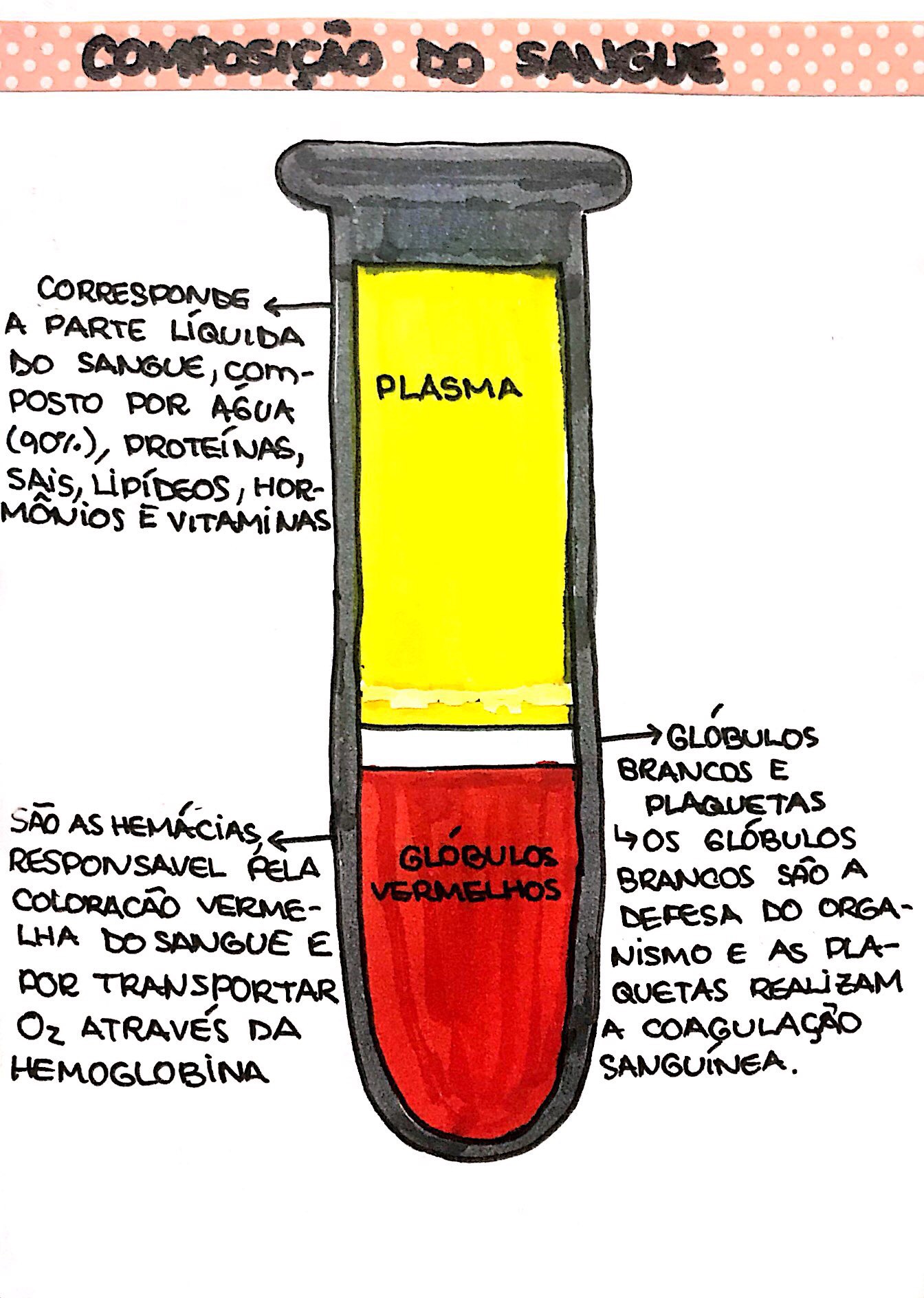 Composição Do Plasma Sanguíneo