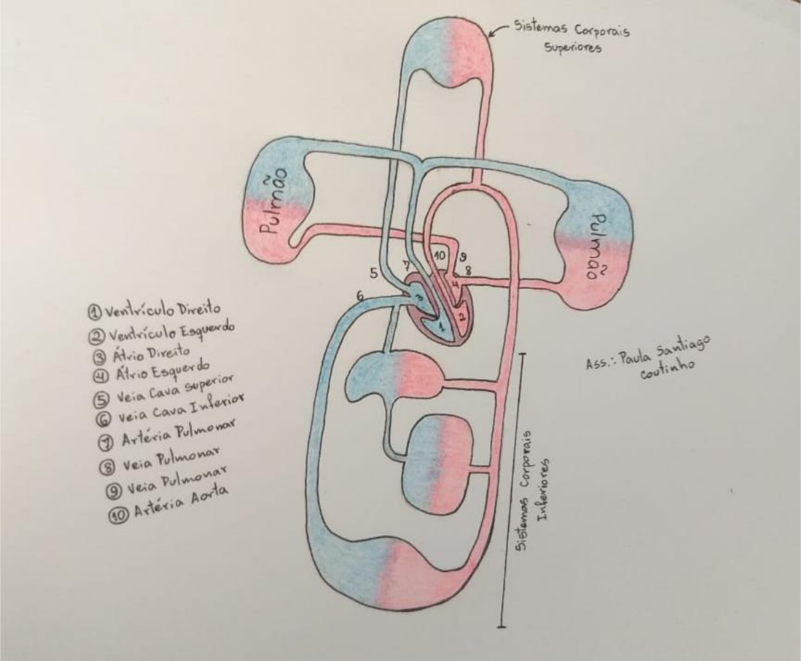 Esquema da circulação sanguínea Anatomia I