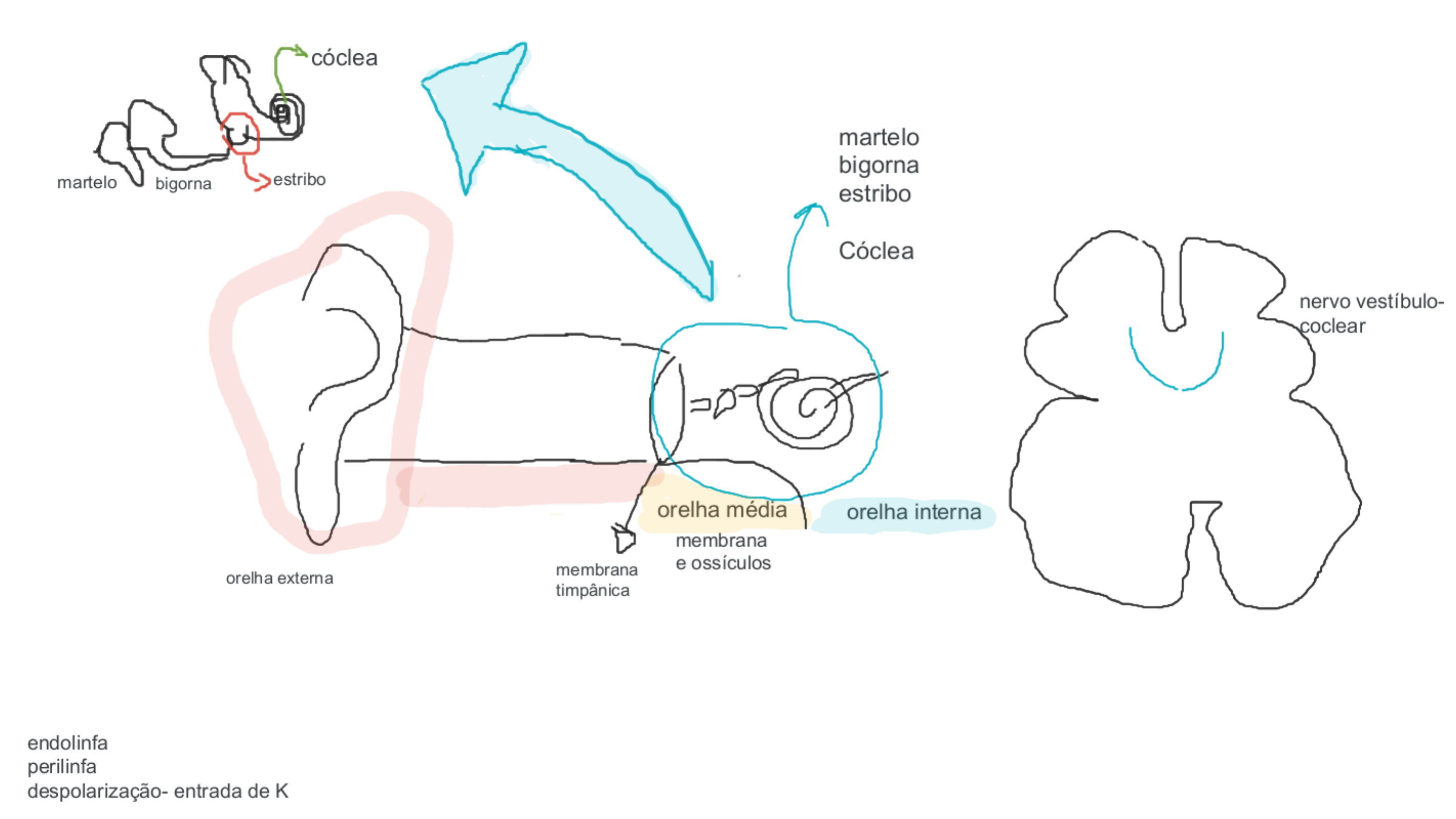 Anatomia Da Orelha Neuroanatomia