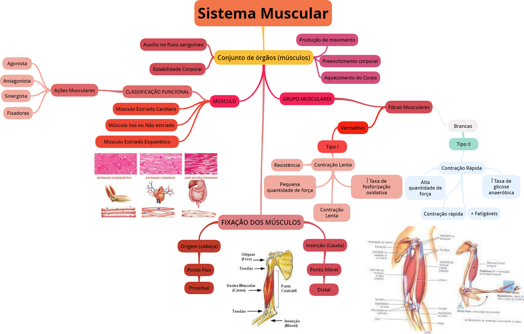 Sistema Muscular Mapa Mental Biologia