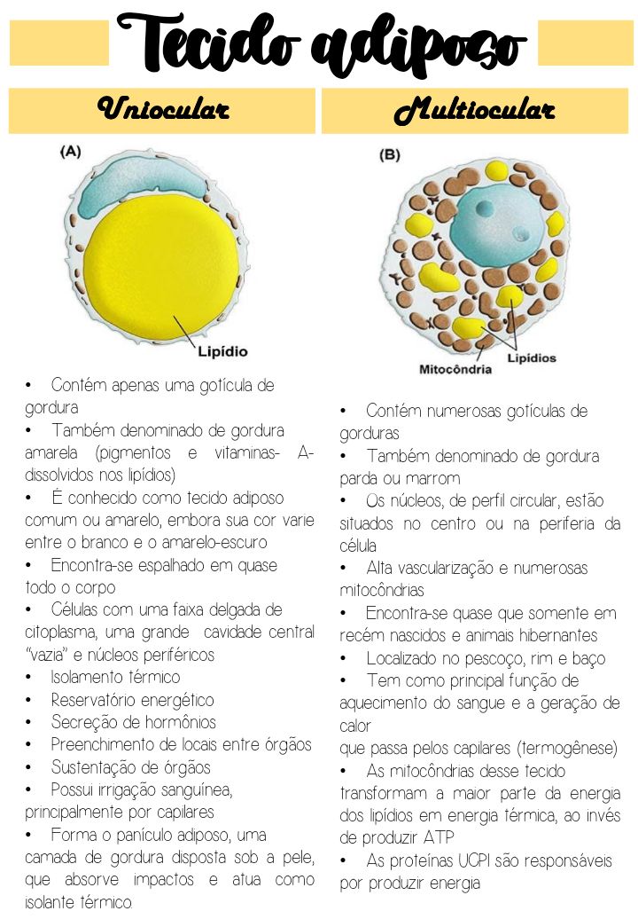 Tecido Adiposo Histologia I