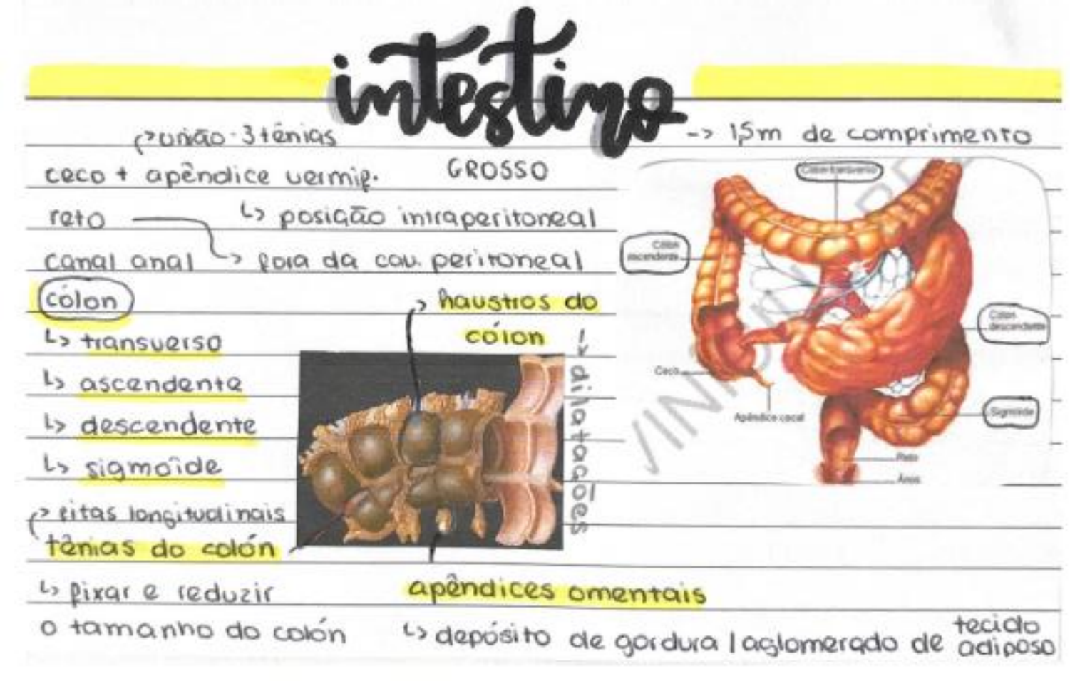 Intestino Grosso Resumygram Anatomia I