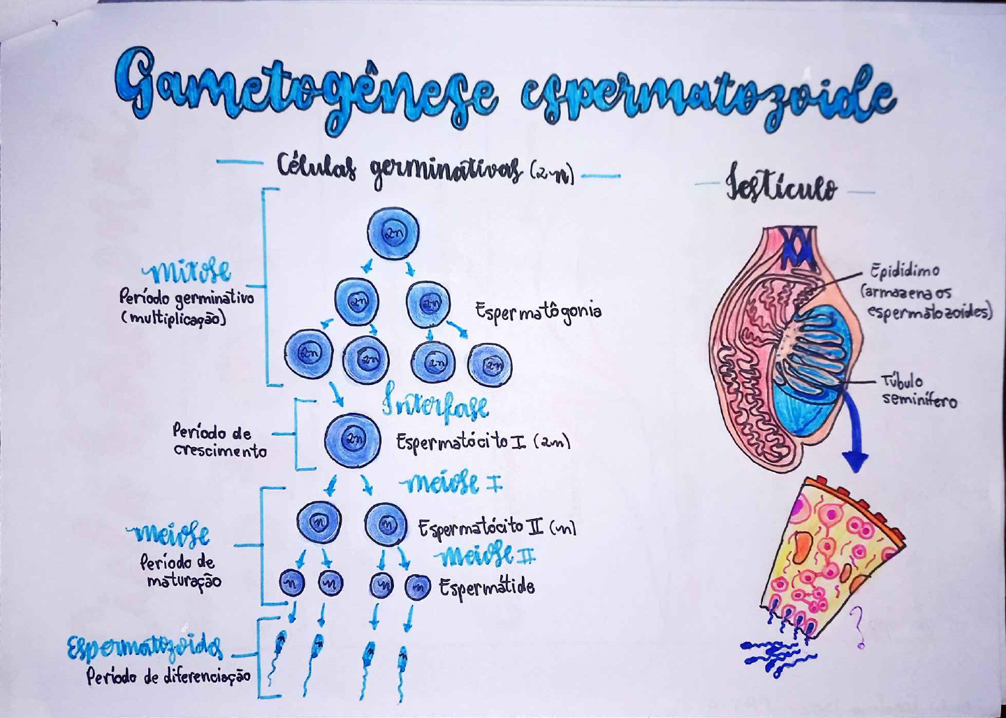 Desenhos Gametog Nese E Ciclo Hormonal Biologia