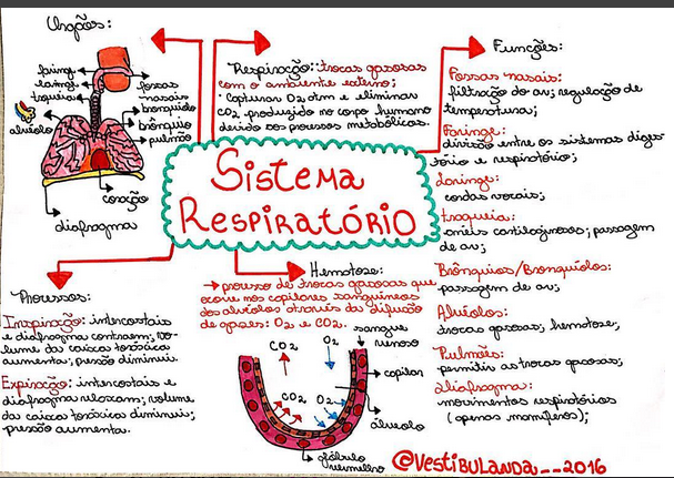 Mapa Mental Sistema Respiratório Biologia