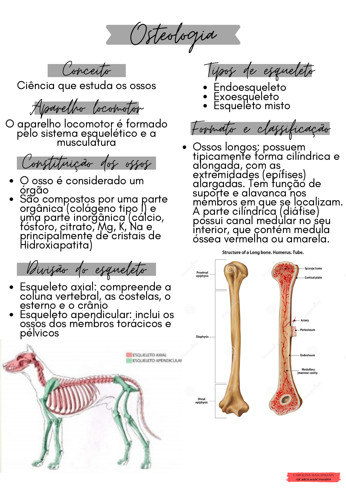 osteologia canina Medicina Veterinária