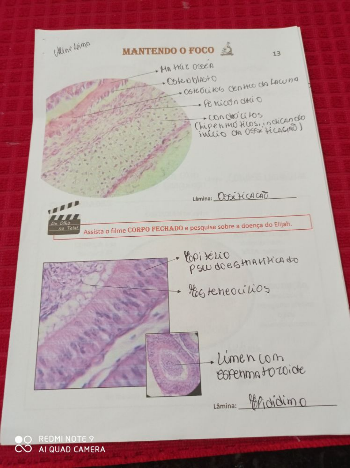 Histologia Histologia I