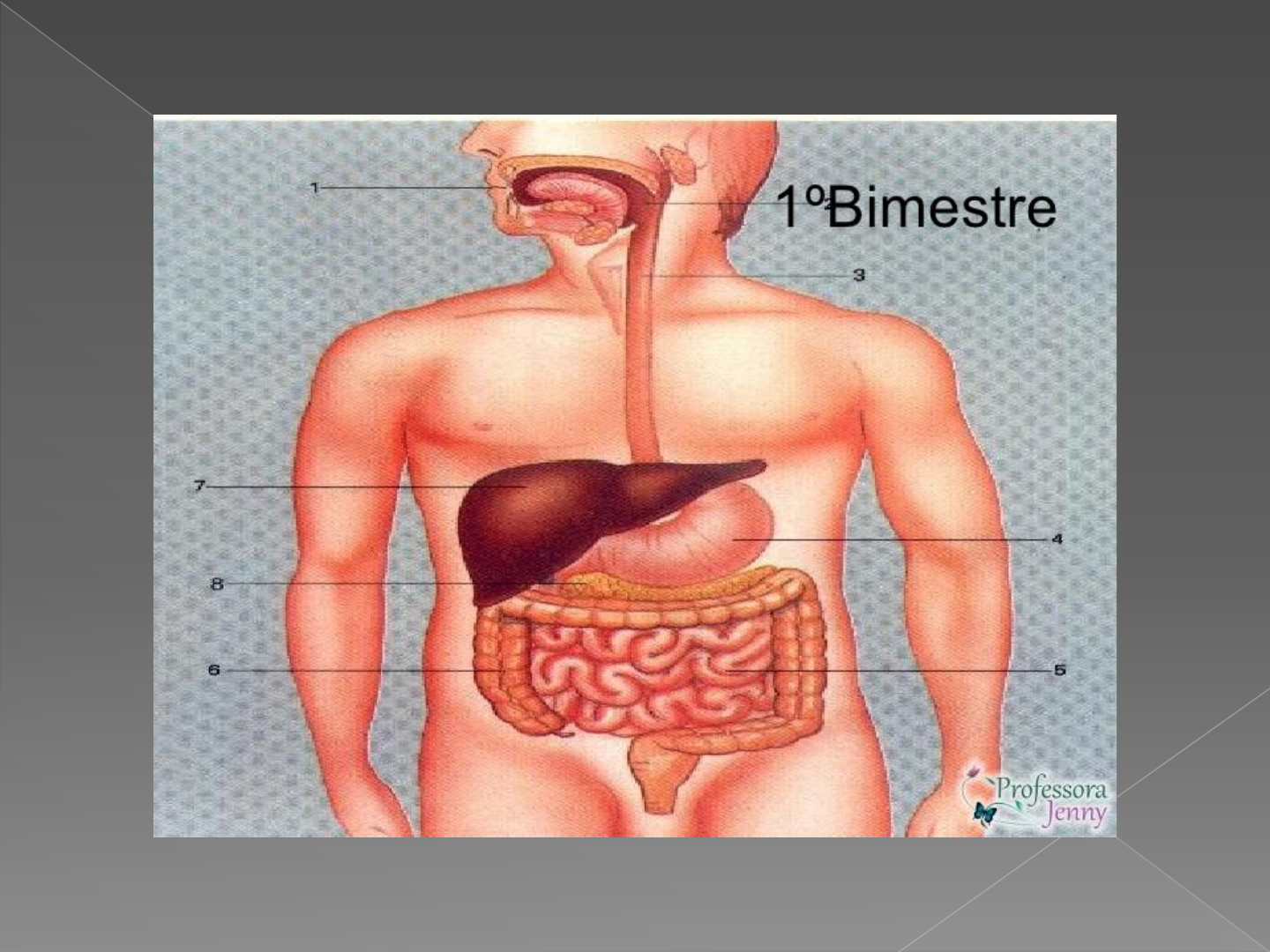 Sistema Digestorio Anatomia Dos Sistemas