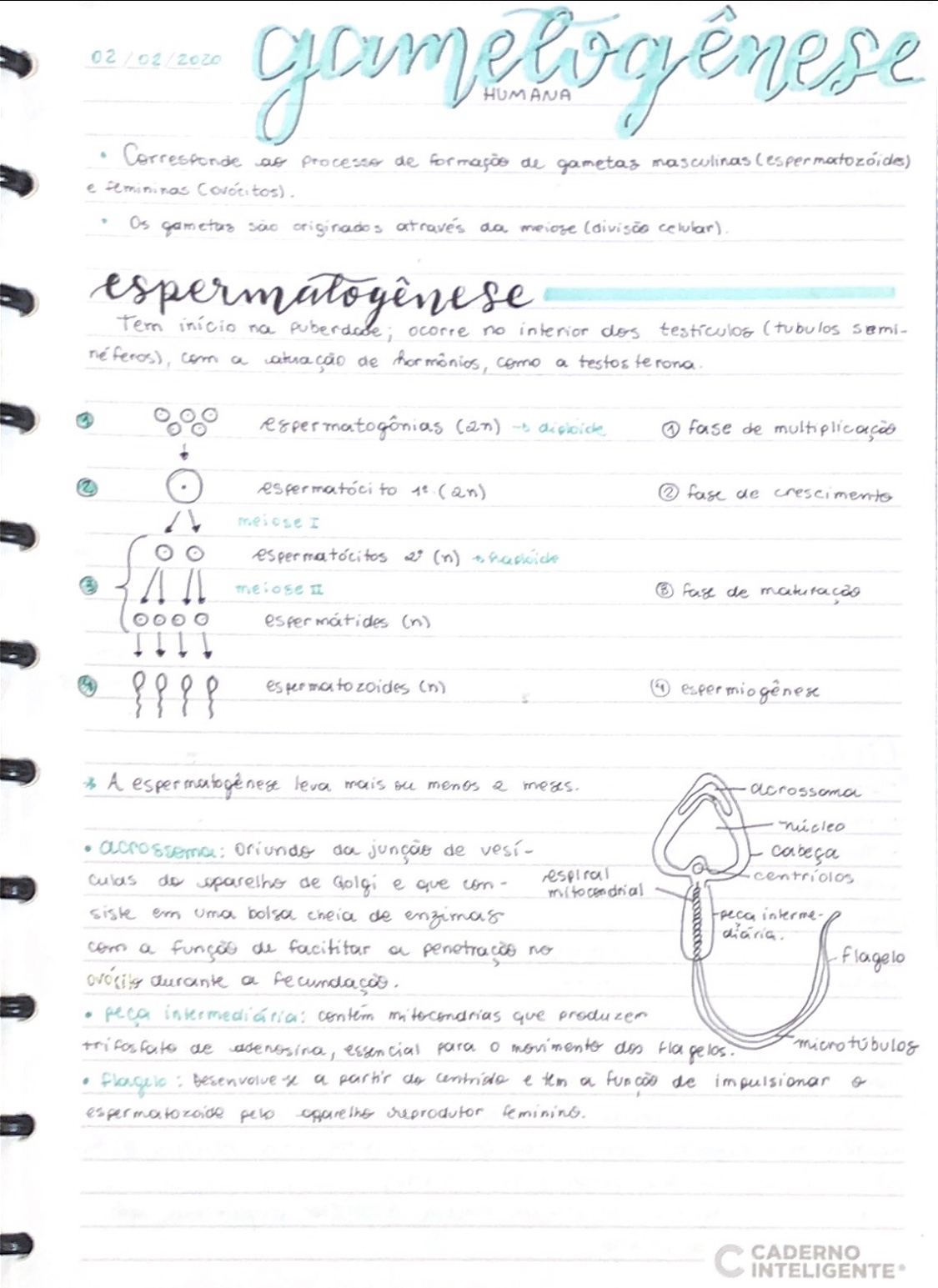 Resumo Gametog Nese Parte Biologia